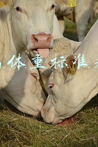 身高体重标准表男