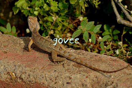 govee