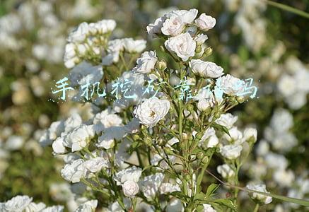 手机挖矿靠谱吗