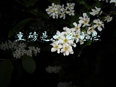 重磅是什么意思