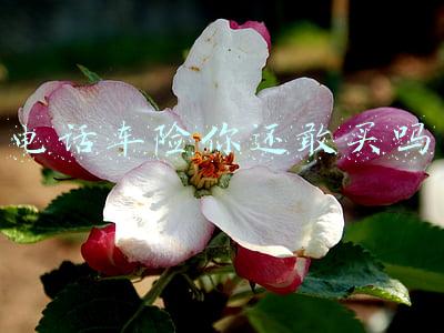 电话车险你还敢买吗