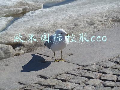 欧束国际控股ceo