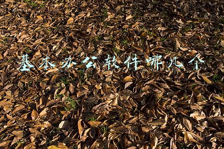 基本办公软件哪几个