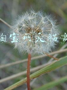 汋淘宝网天猫商城