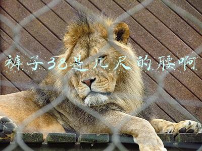 裤子38是几尺的腰啊