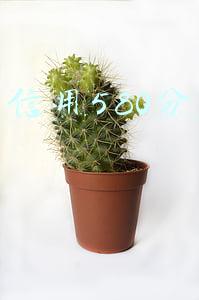 芝麻信用580分贷款口子