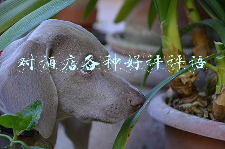 对酒店各种好评评语