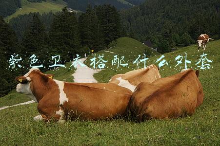 紫色卫衣搭配什么外套