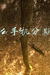 有什么手机分期公司