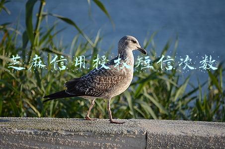 芝麻信用授权短信次数