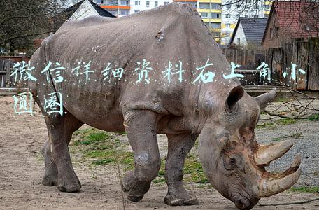 微信详细资料右上角小圆圈