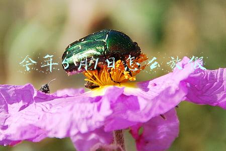 明年5月1日放假安排(明年节假日安排发布)