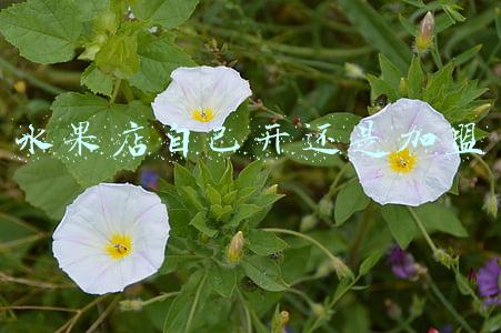 水果店自己开还是加盟