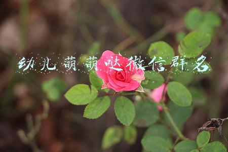 幼儿萌萌哒微信群名