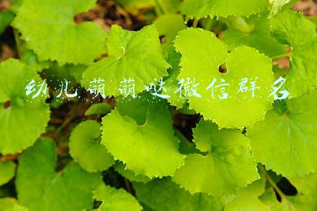幼儿萌萌哒微信群名
