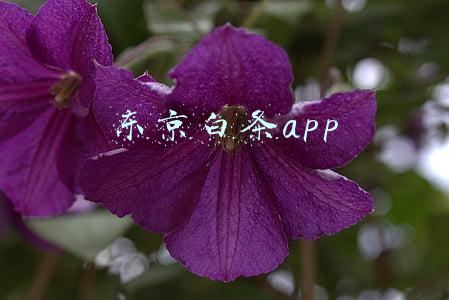 东京白条app