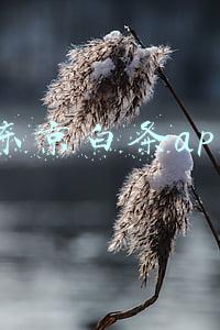 东京白条app