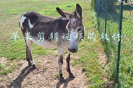 苹果剪辑视频的软件