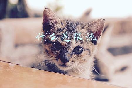 什么是限流