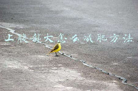 上腹部大怎么减肥方法