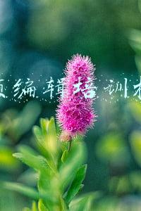 视频编辑培训机构