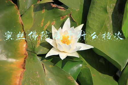 蜜丝佛陀属于什么档次