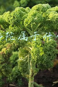 蜜丝佛陀属于什么档次