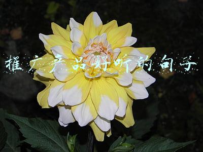 产品推广语(企业文书：推销产品函)