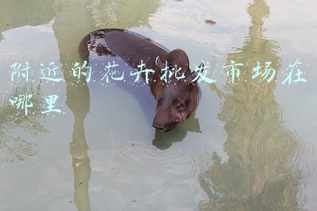 附近的花卉批发市场在哪里