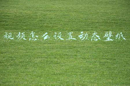 视频怎么设置动态壁纸