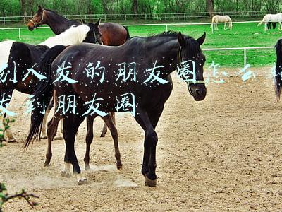 别人发的朋友圈怎么转发到朋友圈