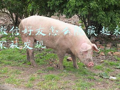 微信好友怎么隐藏起来不被发现
