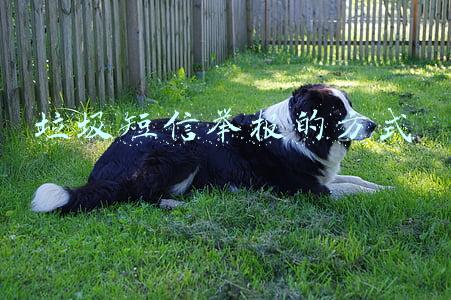 垃圾短信举报的方式