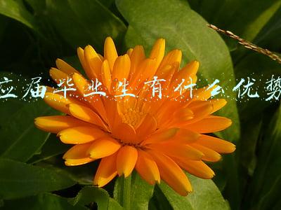 应届毕业生有什么优势