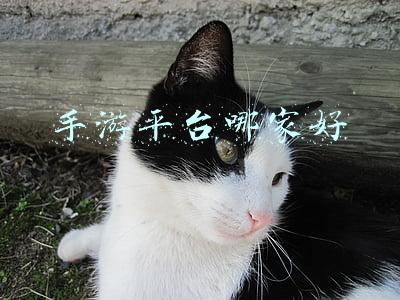 手游平台哪家好