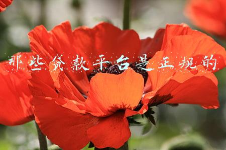 那些贷款平台是正规的