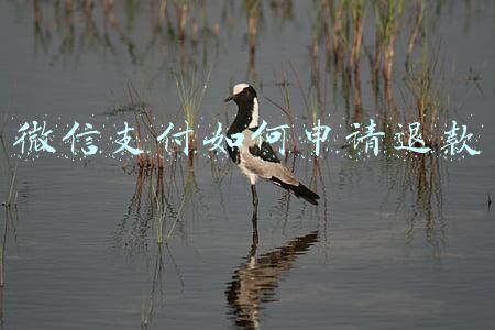 微信支付如何申请退款