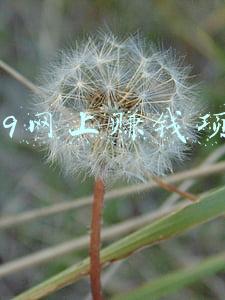 2019网上赚钱项目