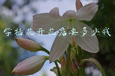 学插花开花店要多少钱