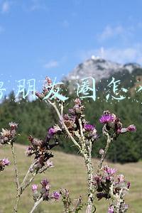 招聘朋友圈怎么发