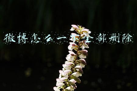 微博怎么一下全部删除