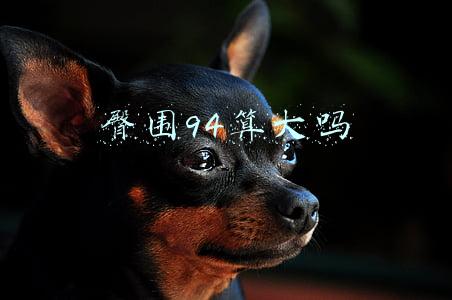臀围94算大吗