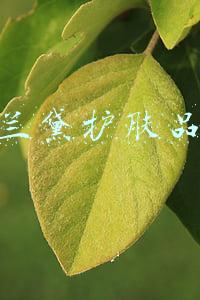 雅诗兰黛护肤品价格