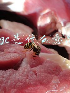 ugc是什么意思