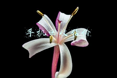 手机回收估价