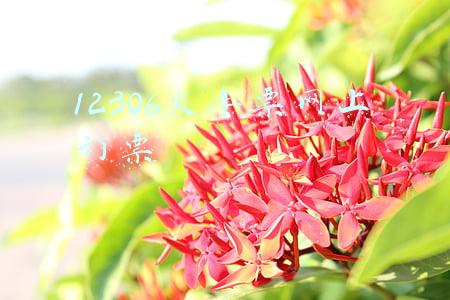 12306火车票网上订票