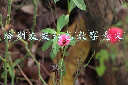 给女朋友发红包数字(情人节发多少红包给女朋友好？2020情人节微信红包给老婆多少)