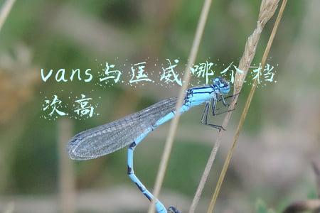 vans与匡威哪个档次高