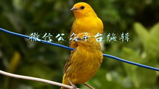 微信公众平台编辑