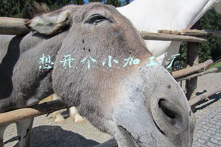 想开个小加工厂